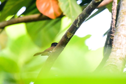 Black Paradise Flycatcher (Terpsiphone atrocaudata), photo 10