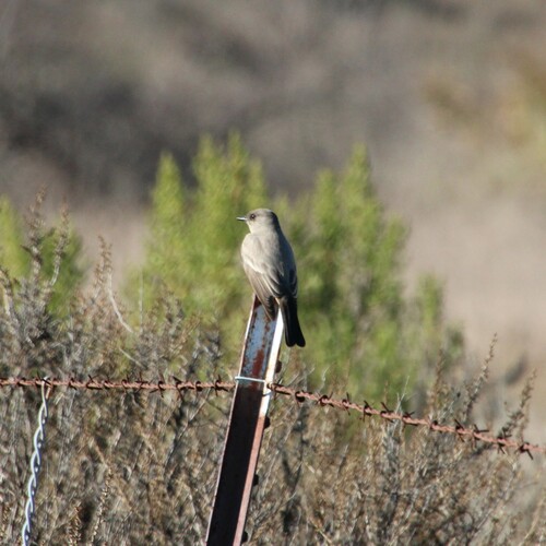 iNaturalist observation photo of Say's Phoebe
