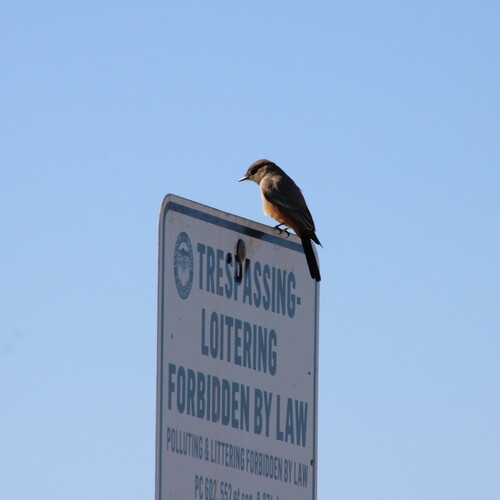 iNaturalist observation photo of Say's Phoebe
