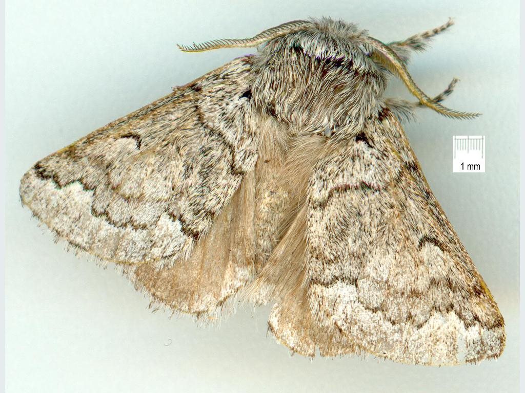 Gephyroneura