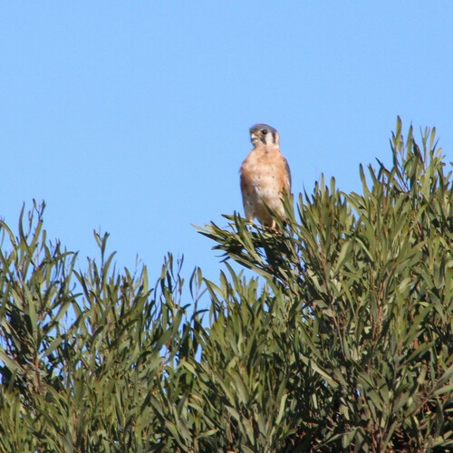iNaturalist observation photo of American Kestrel