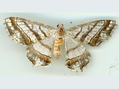 Chiasmia margaritis
