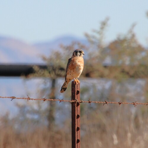 iNaturalist observation photo of American Kestrel
