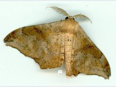 Hyposidra incomptaria