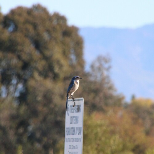 iNaturalist observation photo of California Scrub-Jay