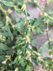 Polygonum aviculare