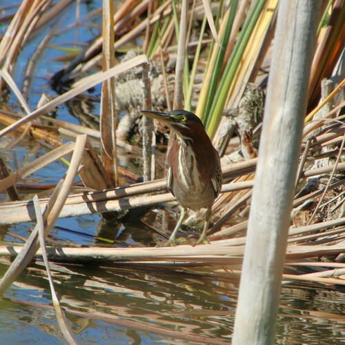 iNaturalist observation photo of Green Heron