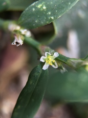 Polygonum aviculare