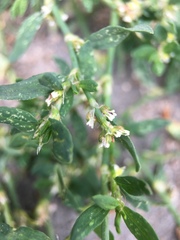 Polygonum aviculare