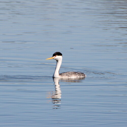 iNaturalist observation photo of Clark's Grebe