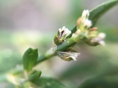 Polygonum aviculare