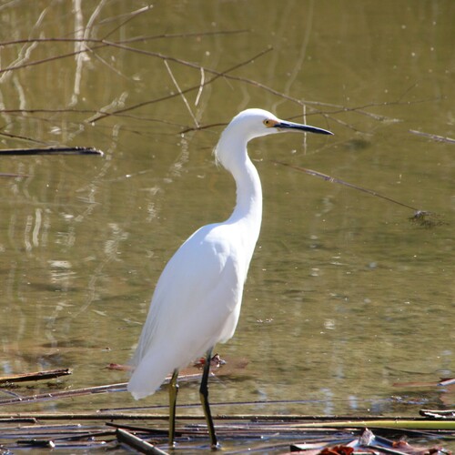 iNaturalist observation photo of Snowy Egret