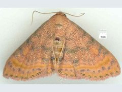 Homodes bracteigutta