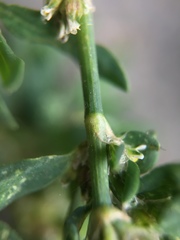 Polygonum aviculare