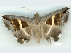Grammodes quaesita