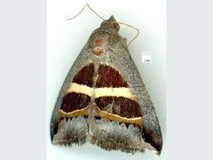 Grammodes quaesita