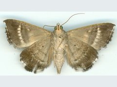 Grammodes quaesita