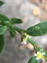 Polygonum aviculare