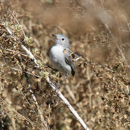 iNaturalist observation photo of Blue-gray Gnatcatcher