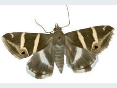 Grammodes pulcherrima