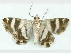 Grammodes pulcherrima