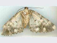 Hypomecis externaria