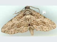 Pachyplocia griseata