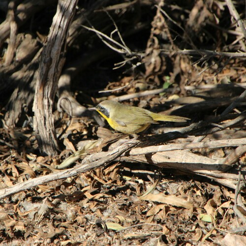 iNaturalist observation photo of Common Yellowthroat
