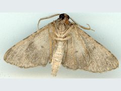 Pachyplocia griseata