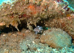 Chromileptes altivelis