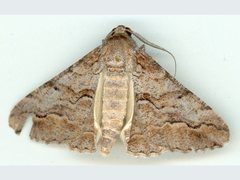 Gastrinodes bitaeniaria