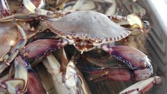 Callinectes bellicosus