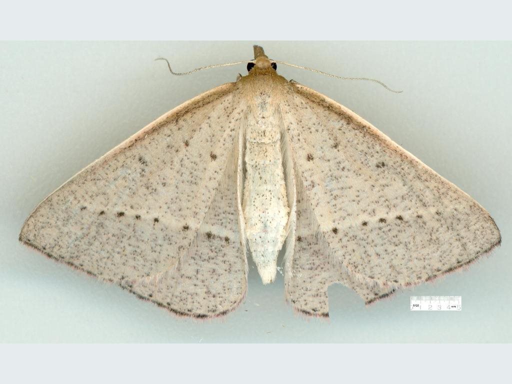Epidesmia reservata