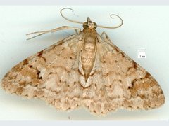 Myrioblephara macariata