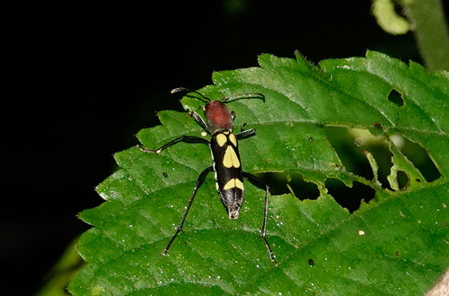 Pirangoclytus mniszechii