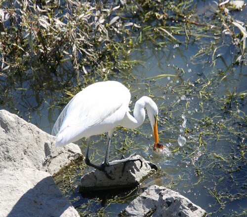 iNaturalist observation photo of Great Egret
