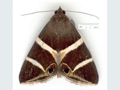 Grammodes