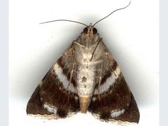 Grammodes