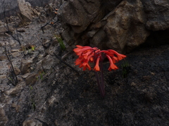 Cyrtanthus ventricosus