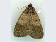 Hydrillodes dimissalis