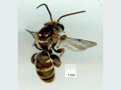 Lipotriches flavoviridis