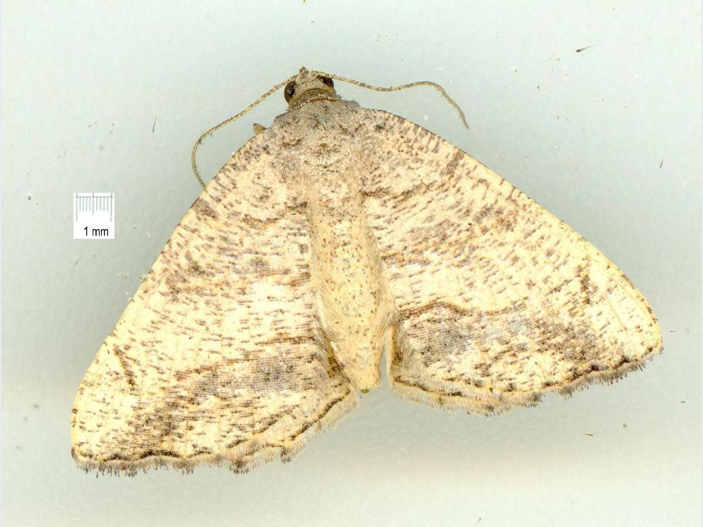 Chiasmia assimilis