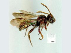 Nomada australensis