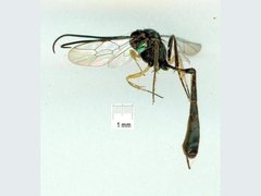 Hyposoter