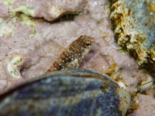 Montagu's Blenny