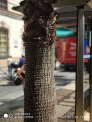 Washingtonia filifera