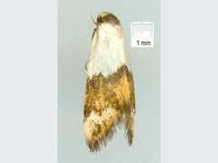 Temnogyropa stenomorpha