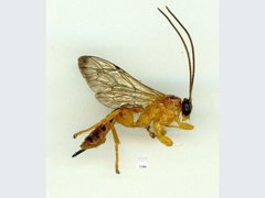 Xanthopimpla