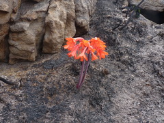 Cyrtanthus ventricosus