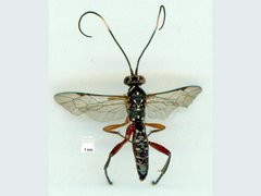 Echthromorpha